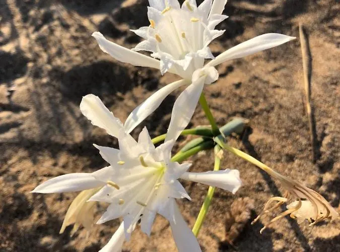 De Jardines アパート